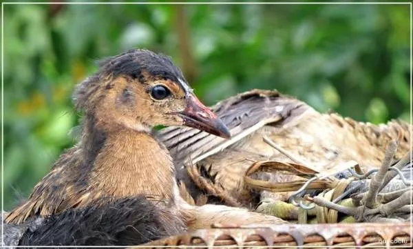 Chim cúm núm – đặc sản mùa nước nổi miền Tây