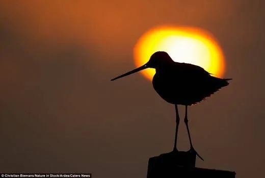 Chim Godwit đuôi đen đứng trên bãi biển lúc hoàng hôn, nhìn về phía biển khơi.