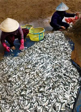 Chợ cá nhộn nhịp tại làng chài Vũng Tàu vào buổi sáng.