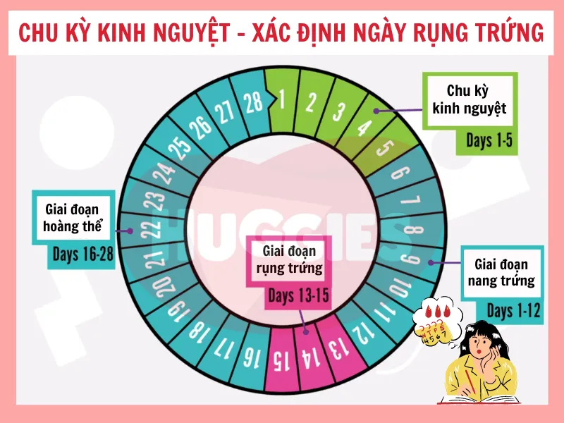 Chu kỳ kinh nguyệt của phụ nữ