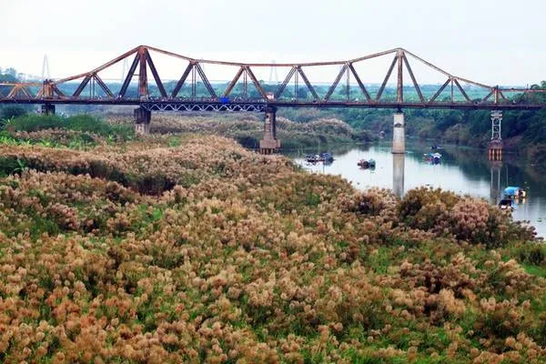 Cỏ lau trắng muốt trải dài bên cầu Long Biên
