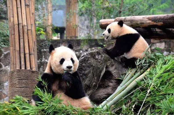 Cơ sở vật chất hiện đại tại khu bảo tồn gấu trúc Panda Ark
