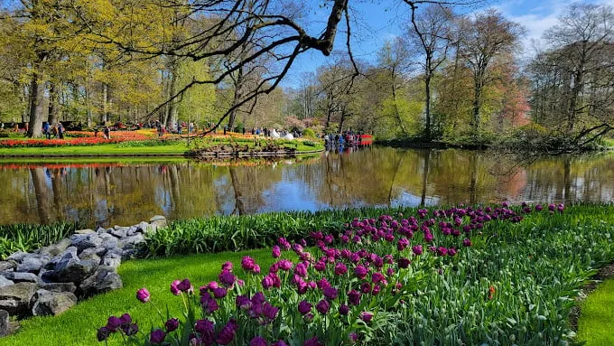 Cối xay gió truyền thống của Hà Lan trong khuôn viên vườn hoa Keukenhof