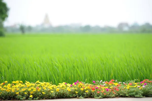 Con đường hoa mười giờ bên cạnh cánh đồng lúa