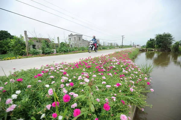 Con đường hoa mười giờ dài 3km