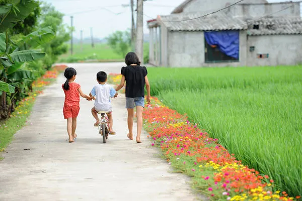 Con đường hoa mười giờ mang lại vẻ đẹp cho làng quê