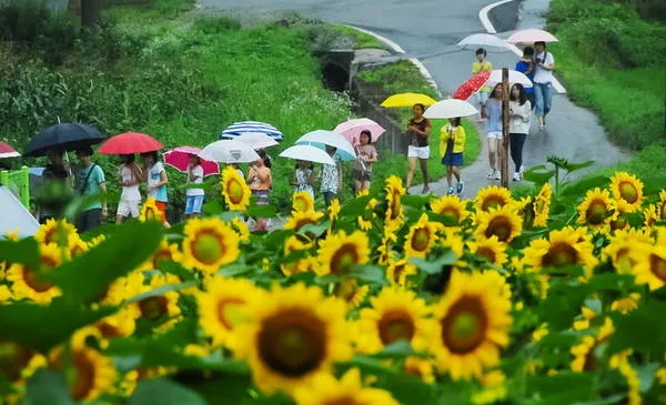 Con đường làng yên bình với hai bên là hoa hướng dương và tranh tường.