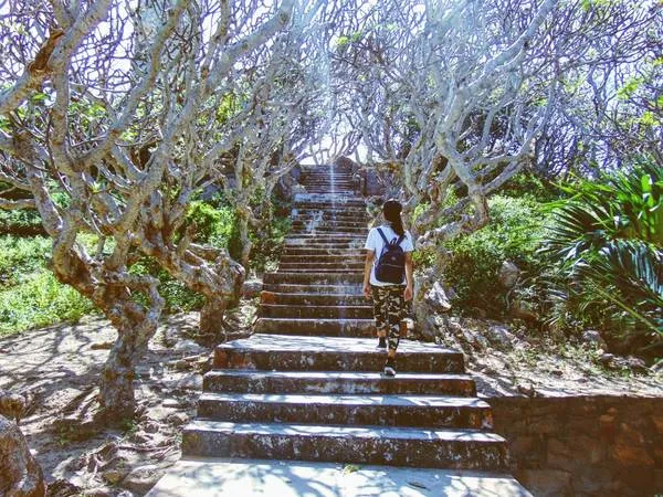Con đường lên hải đăng Kê Gà với hai hàng hoa sứ.