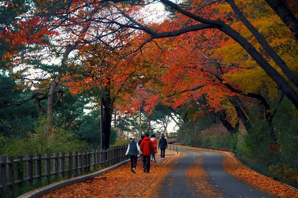 Con đường lên Tháp Namsan rợp bóng cây xanh mát, tạo nên khung cảnh thơ mộng. Ảnh: Havehalalwilltravel.com