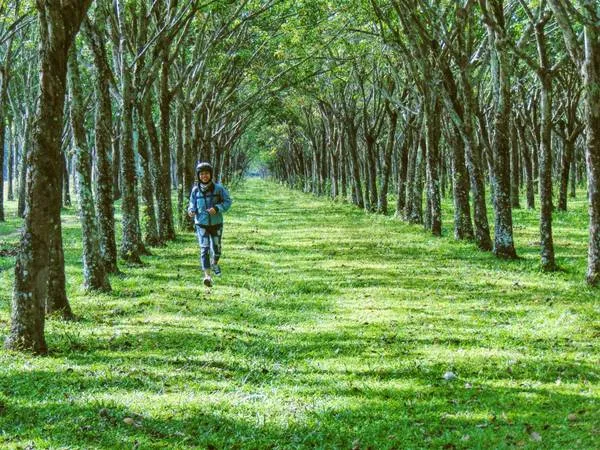 Con đường mòn giữa rừng cao su như trong truyện cổ tích.