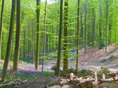 Con đường mòn trong rừng Hallerbos phủ kín hoa cát cánh. Nguồn ảnh: iVIVU