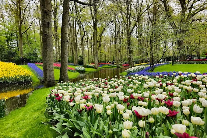 Con đường rợp bóng cây trong vườn hoa Keukenhof