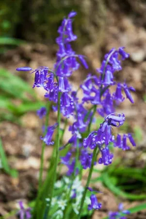 Con đường trong rừng Hallerbos dành cho du khách tham quan. Nguồn ảnh: iVIVU