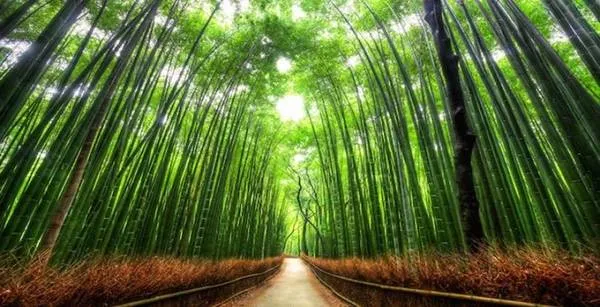 Con đường xuyên rừng trúc Sagano. Ảnh: welcomekansai.