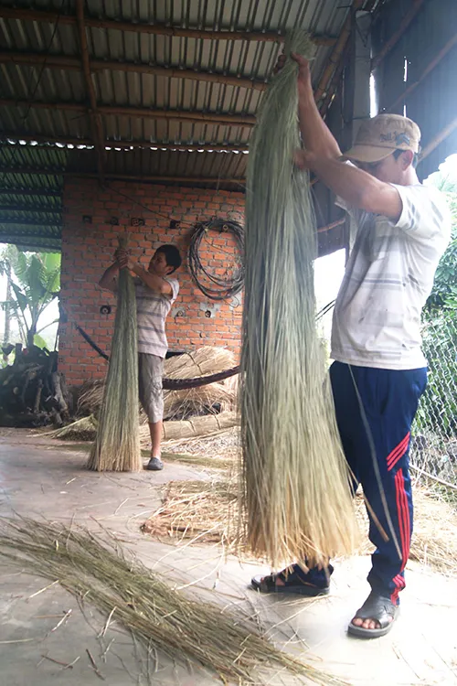 Công đoạn phơi cói sau khi nhuộm đòi hỏi kỹ thuật và kinh nghiệm.
