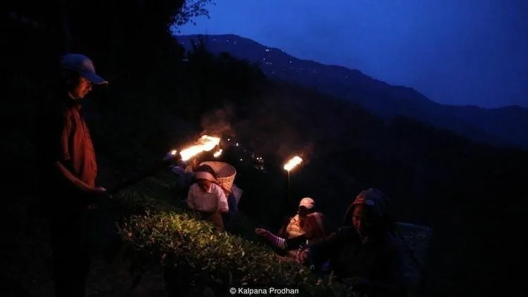Công nhân tại nông trường Makaibari chuẩn bị hái trà vào đêm trăng tròn. Ảnh: BBC.