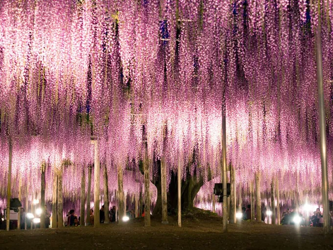 Công viên Ashikaga