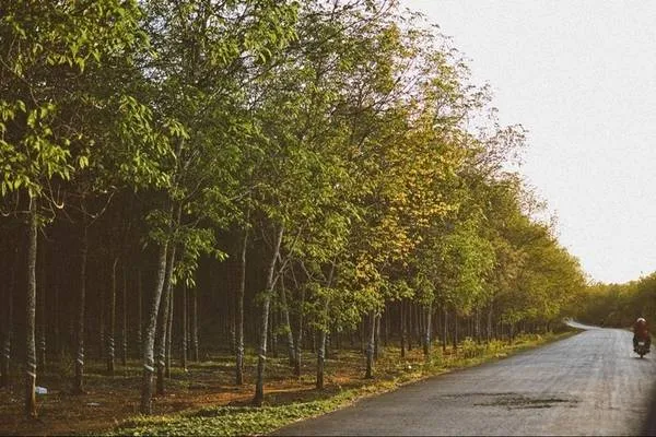 Cung đường ven biển với những hàng cao su xanh mướt dẫn đến huyện Xuyên Mộc. Ảnh: Nhi Hà Trần