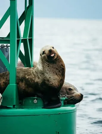 Đa dạng sinh vật hoang dã tại Alaska