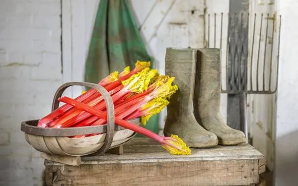 Đại hoàng tươi ngon tại Yorkshire, Anh
