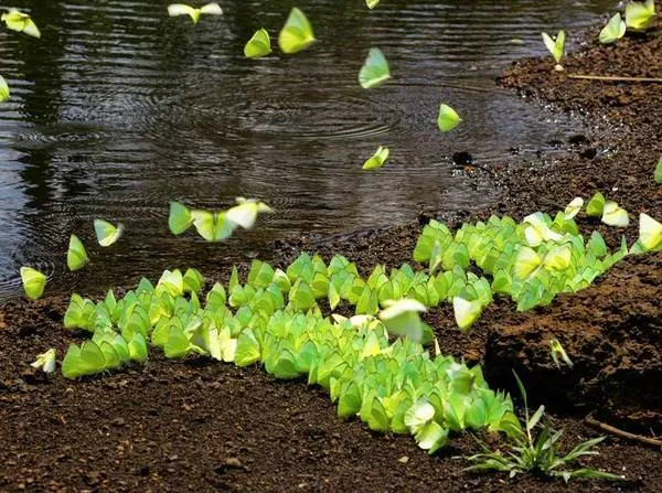 Đàn bướm vàng đậu trên mặt đất ẩm ướt. Alt: Bướm sâu muồng Tây Nguyên