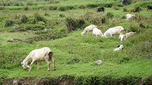 Đàn dê được chăn thả tự do trên núi đá vôi Ninh Bình. Ảnh: Phong Vinh.