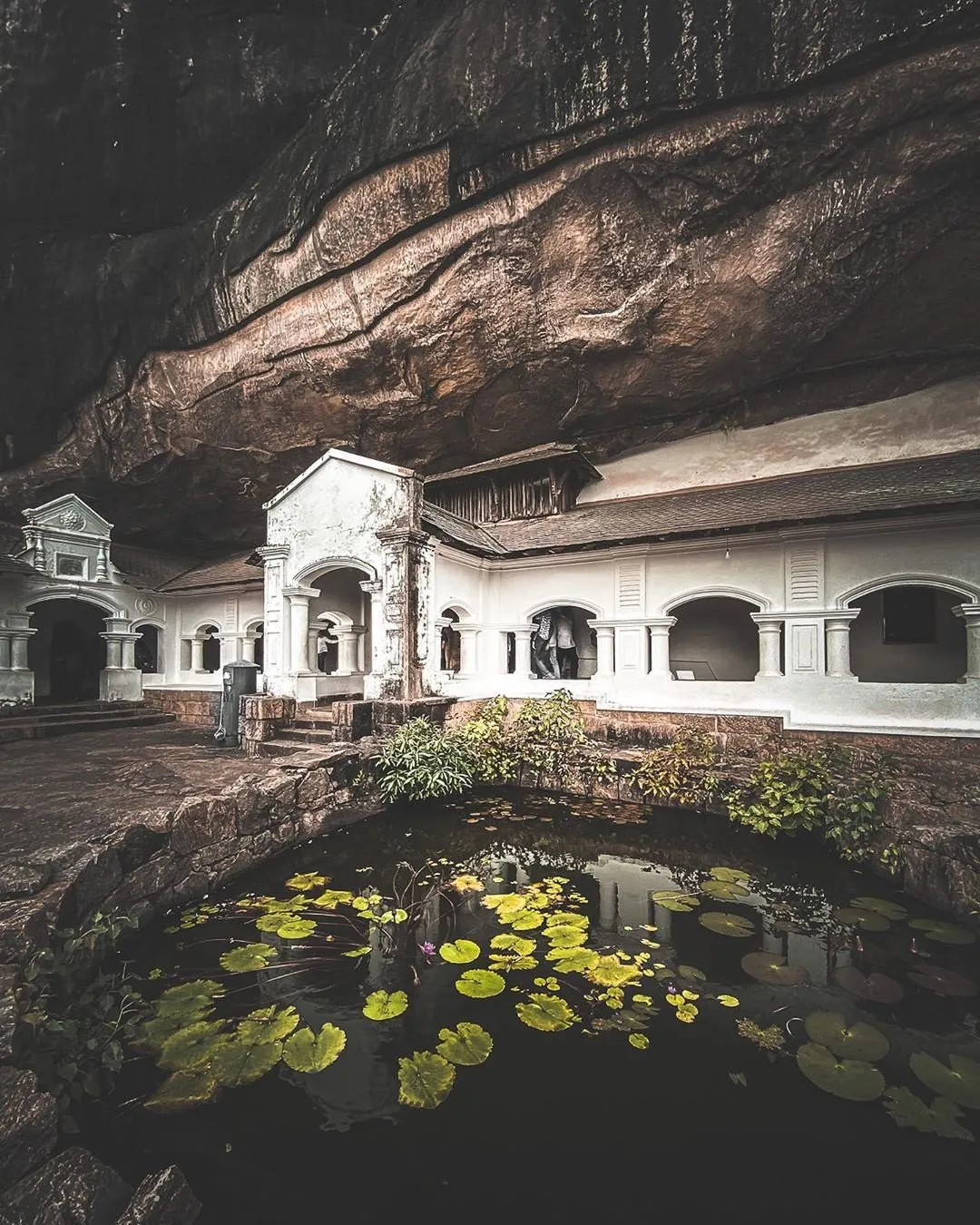 Đàn khỉ tại khu đền Dambulla