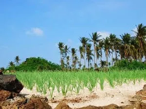 Đảo Lý Sơn - Quảng Ngãi