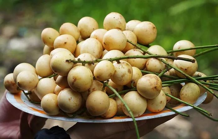 dau-ha-chau-ivivu