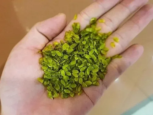 Đèo Khau Phạ Tú Lệ