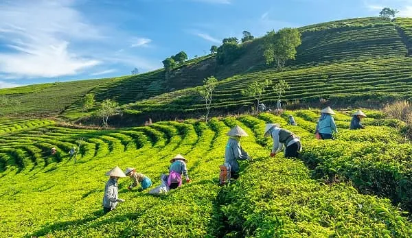 Đồi chè bát ngát trên Cao nguyên Vân Hòa