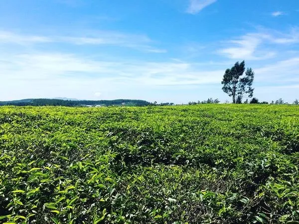 Đồi chè Cầu Đất xanh mướt trải dài.