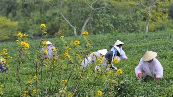 Đồi chè ở Đà Lạt