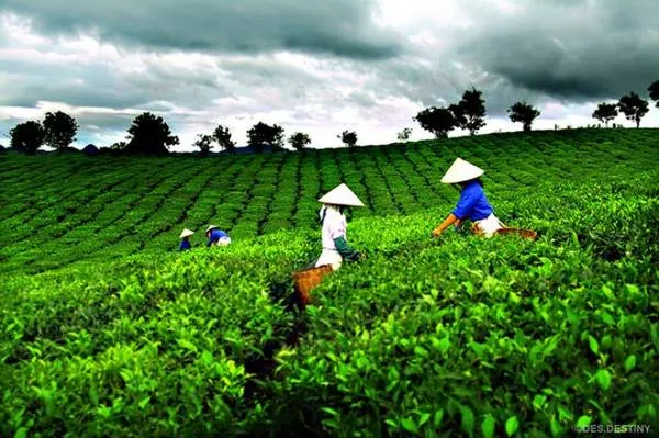 Đồi chè Tân Cương xanh mướt. Ảnh: Des.Destiny