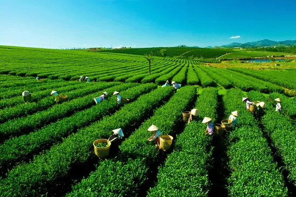 Đồi Chè Trái Tim Mộc Châu