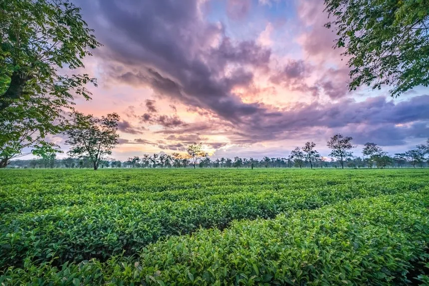 Đồi chè xanh mướt ở Tây Nguyên