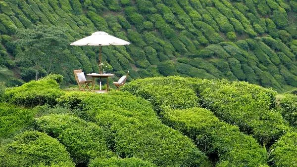 Đồi chè xanh mướt tại cao nguyên Cameron. Ảnh: kiwicollection.com