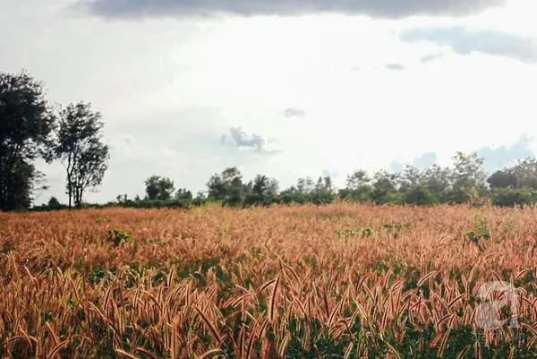 Đồi cỏ hồng thơ mộng tại Pleiku