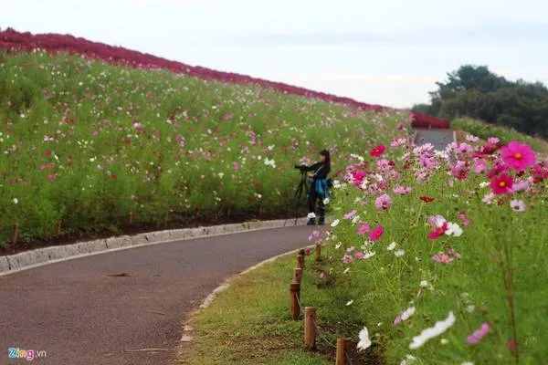 Đồi cỏ Kochia là địa điểm lý tưởng cho các nhiếp ảnh gia sáng tác.