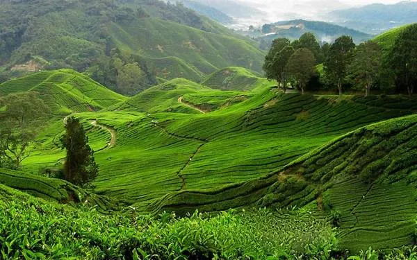 Đồn điền chè ở Langkawi