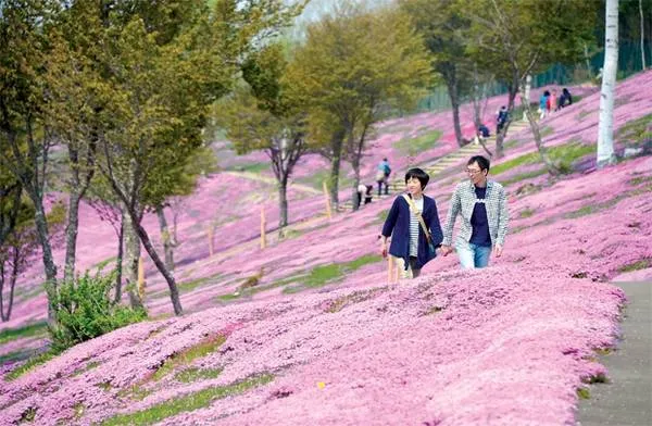 Du khách chiêm ngưỡng vẻ đẹp hoa tulip tại vườn Kamiyubetsu