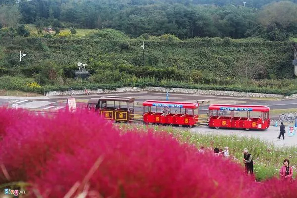Du khách có thể di chuyển bằng tàu hoặc xe đạp để đến đồi Kochia.