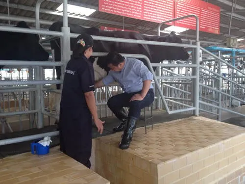 Du khách học cách vắt sữa bò tại trang trại Farm Chokchai.