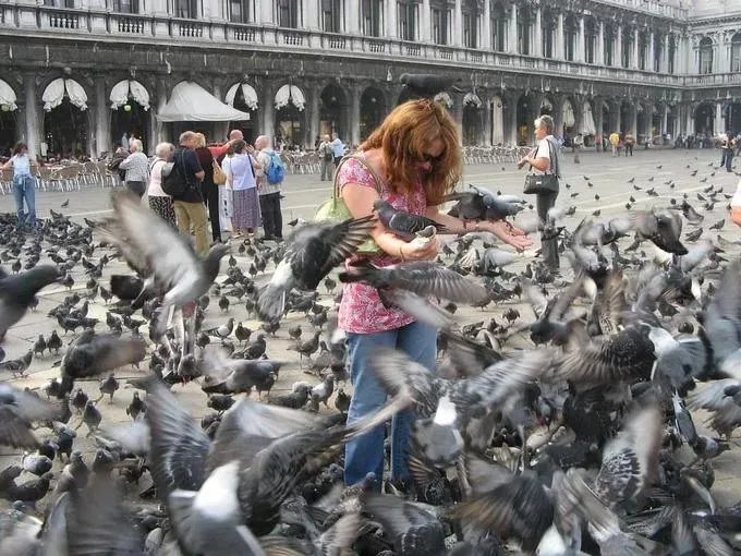Du khách không nên cho chim bồ câu ăn tại Venice