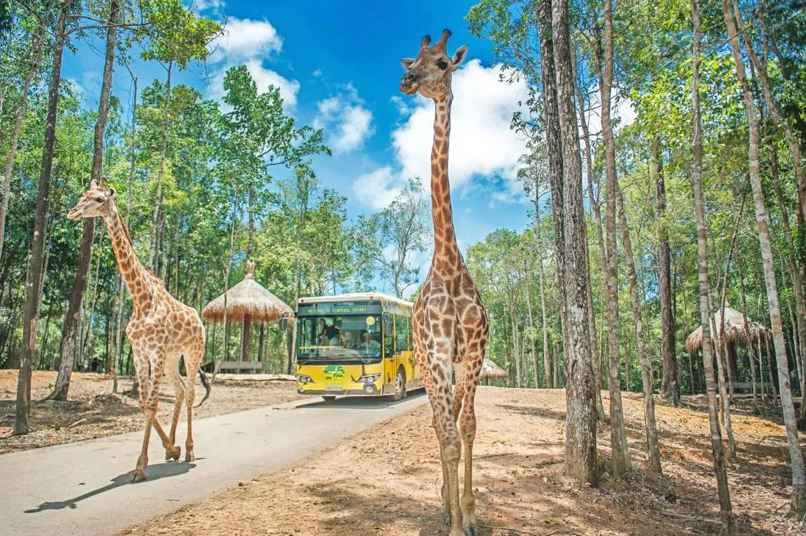 Du khách ngồi xe chuyên dụng khám phá vườn thú khổng lồ của Vinpearl Land Safari Phú Quốc