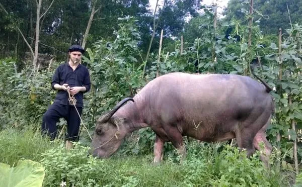 Du khách nước ngoài đang chăn trâu tại làng quê Thái Nguyên.