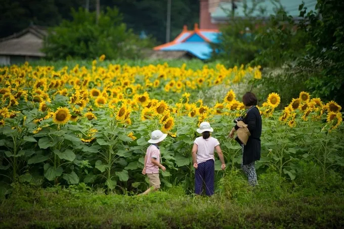 Du khách tham quan lễ hội hoa hướng dương Yangpyeong.