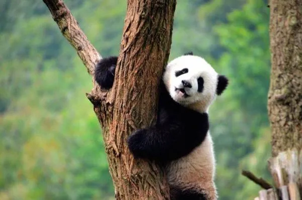 Du khách tham quan trung tâm bảo tồn gấu trúc