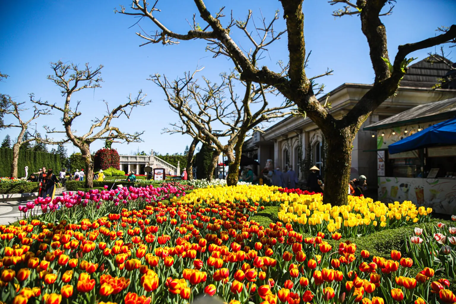 du lich da nang dip tet ngam hoa tulip ivivu 2