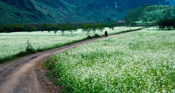 Du lịch Mộc Châu